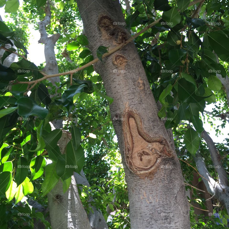 Bird Tree. There is a cool bird shape in this tree trunk. 