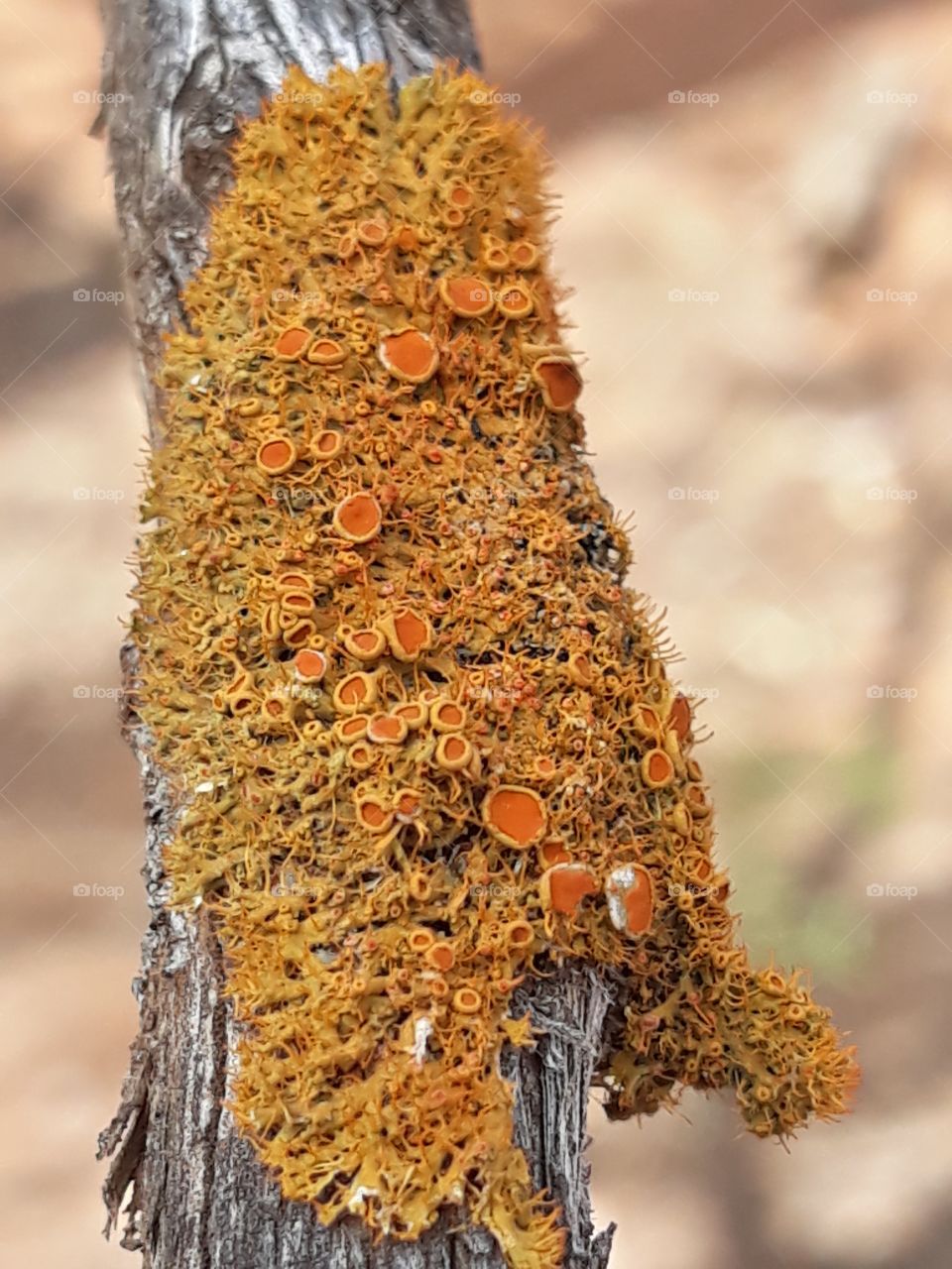 Beautiful moss on a tree limb