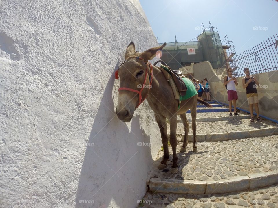 Donkey in Santorini