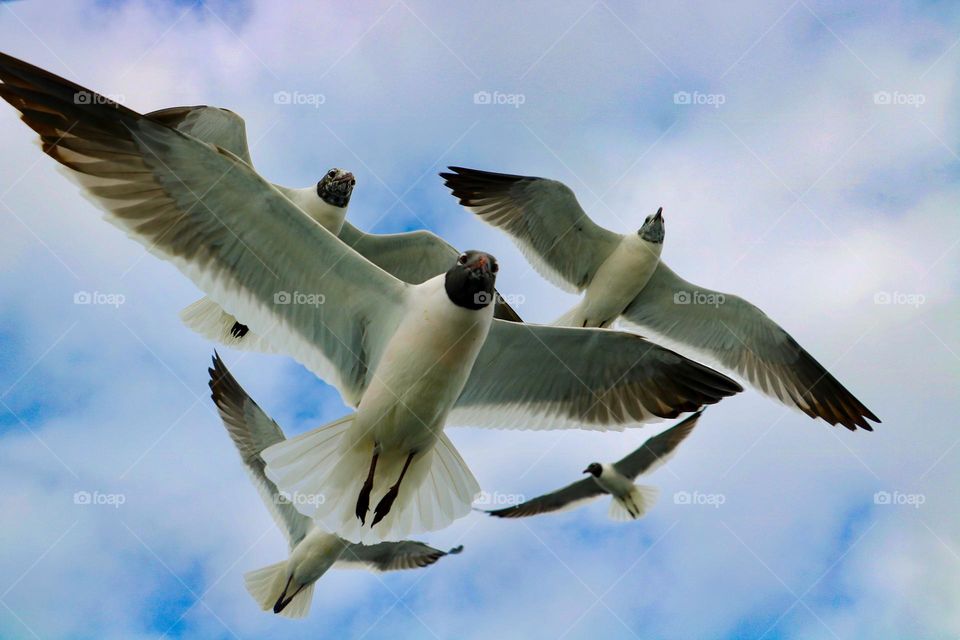Amazing shot of birds flying in the air.