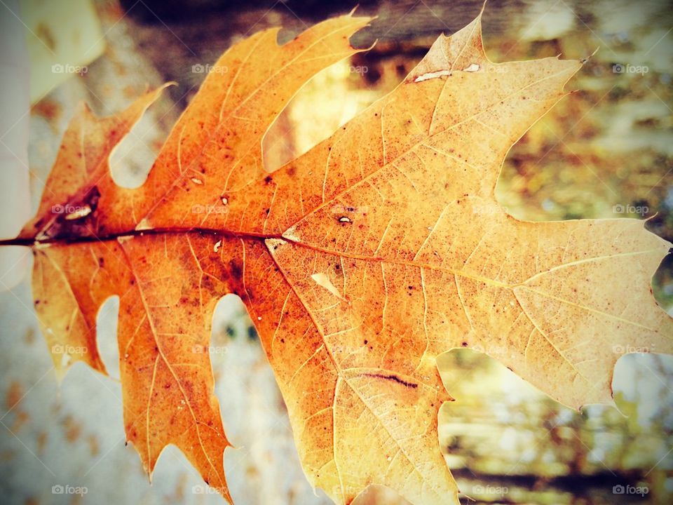 Sycamore leaf 