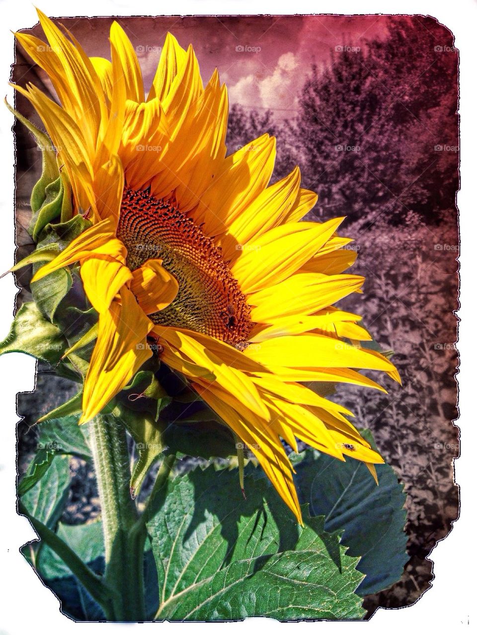 Wonderful Sunflower