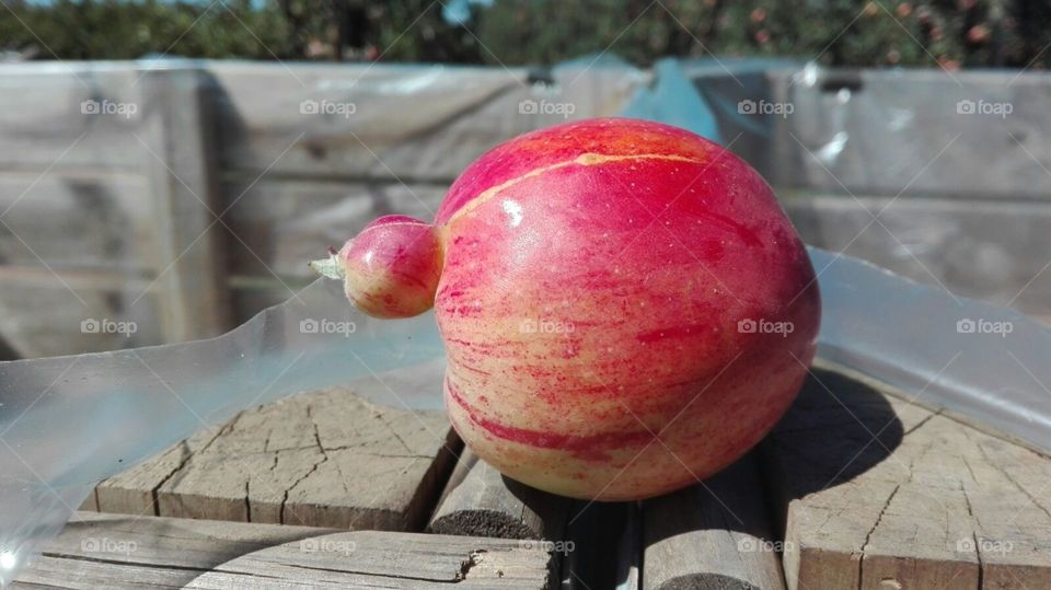 Strangely shaped apple