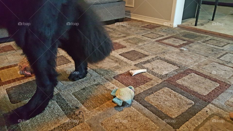 No Person, Mammal, People, Architecture, One