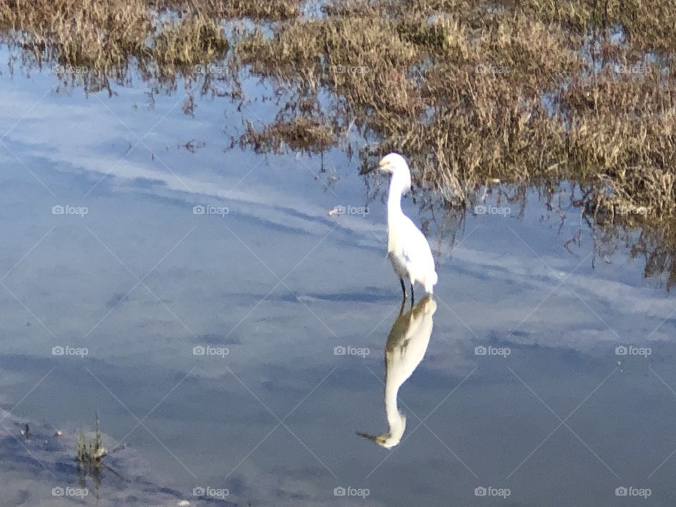 Water, Bird, Lake, Winter, Nature