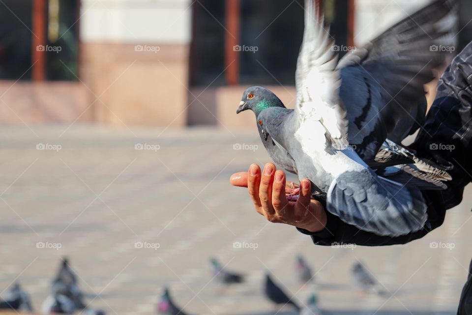 Feeding street pigeons