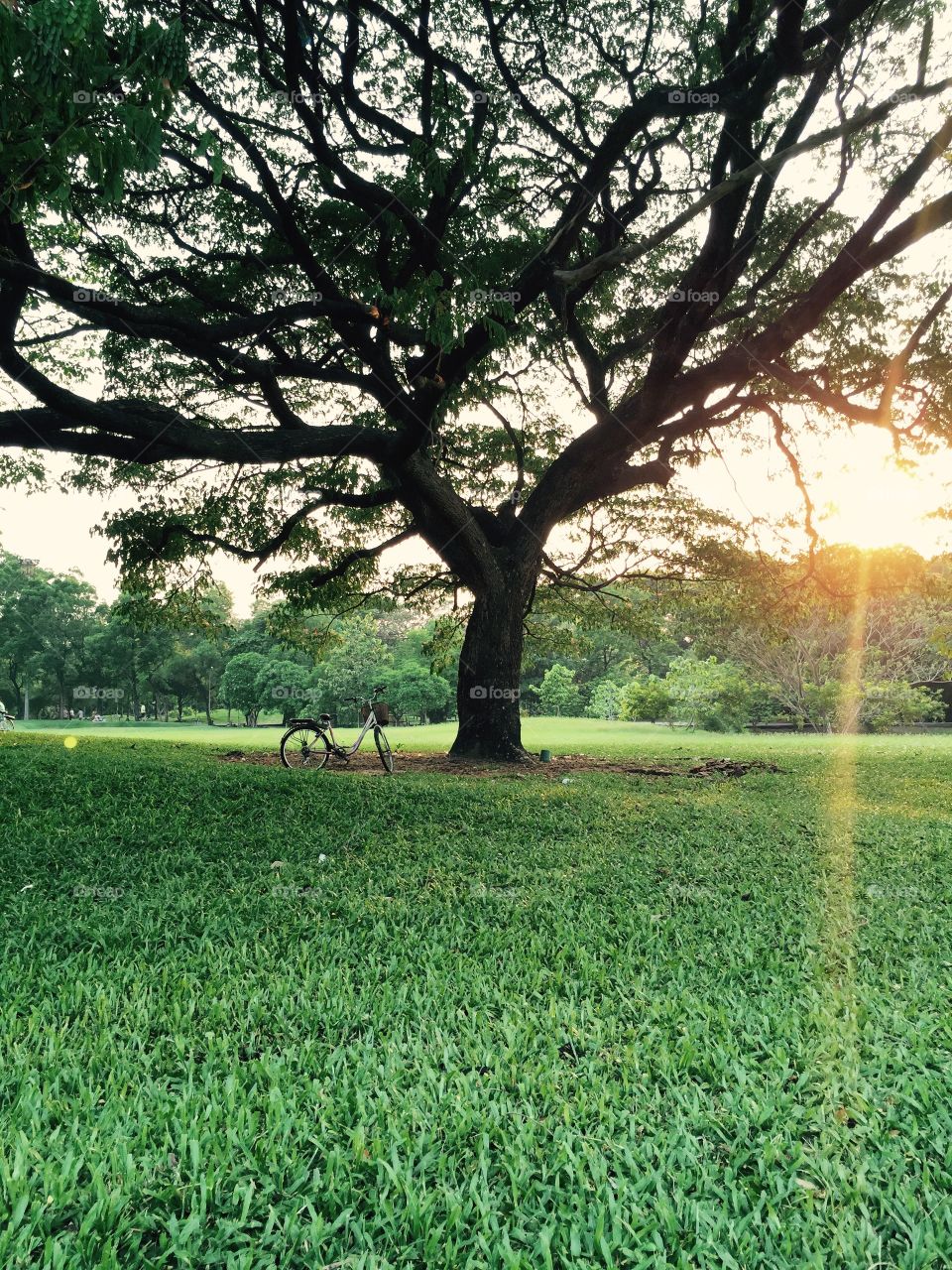 A day in a park