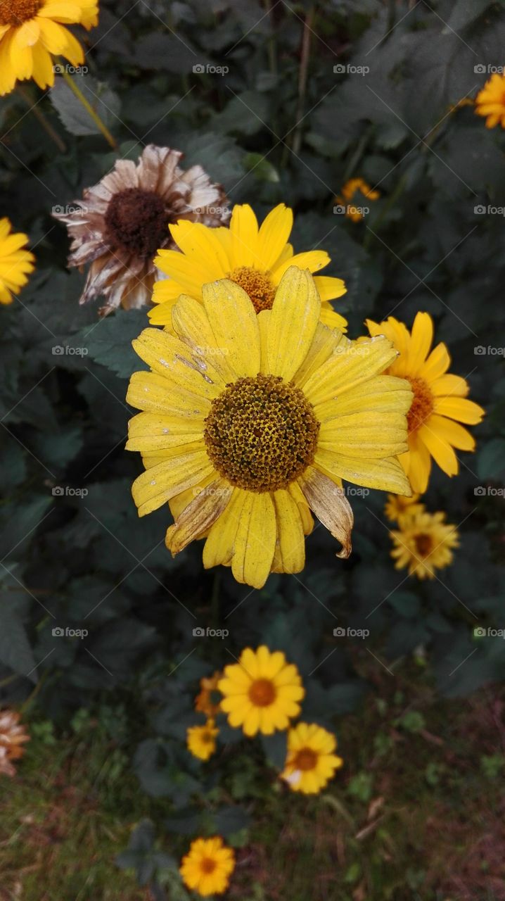 Yellow flowers in the garden.