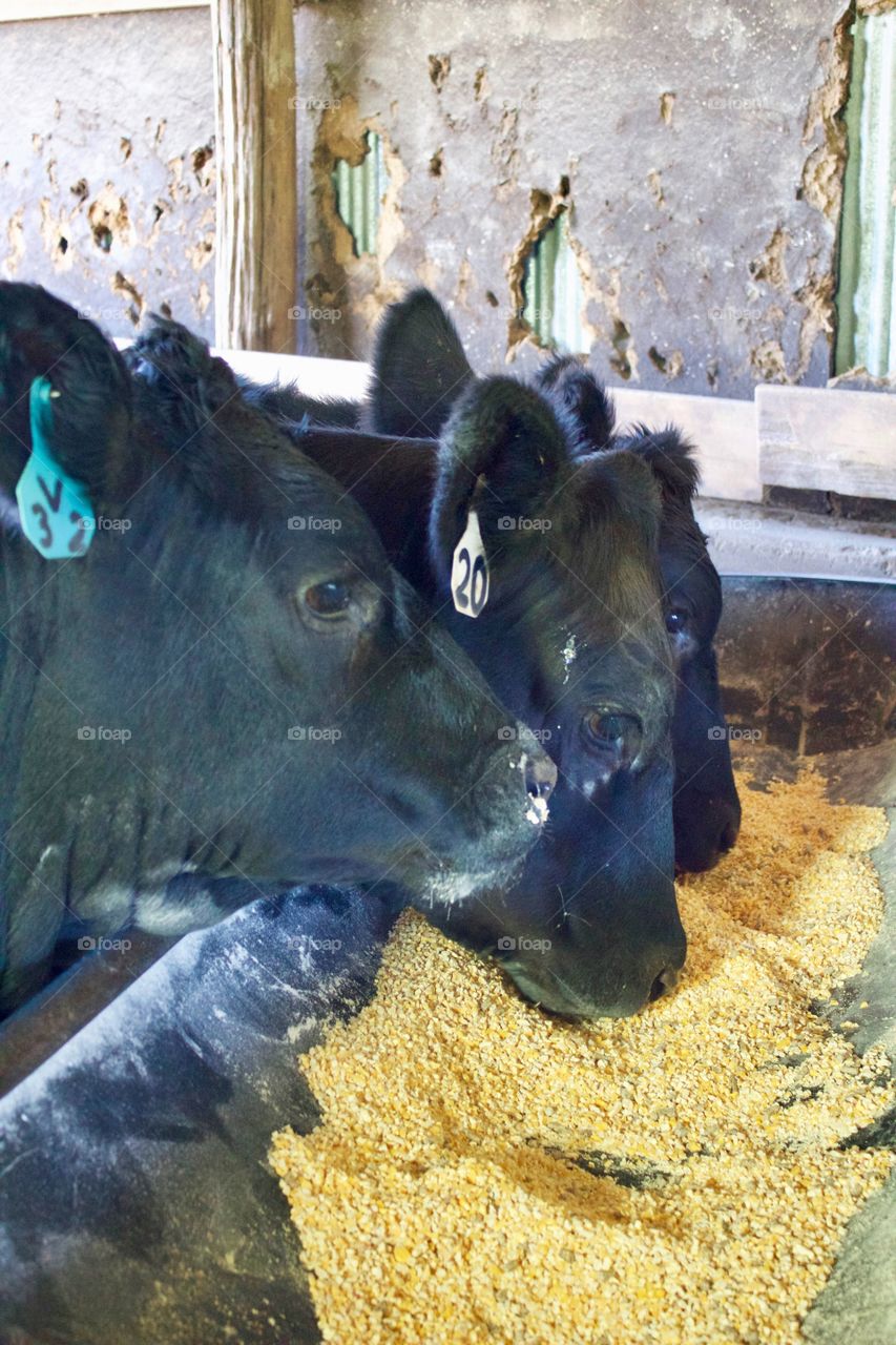 Headshot of three young heifers eating grain from a trough in a barn