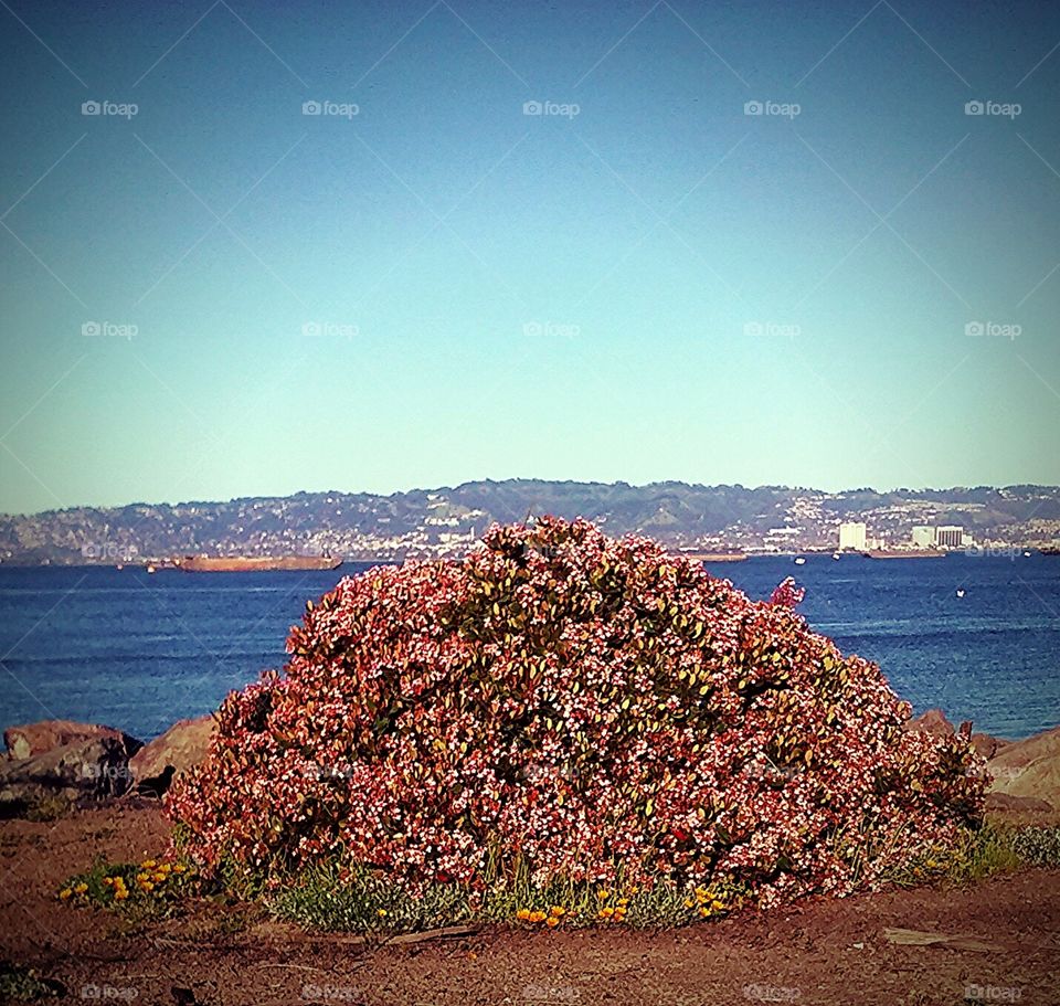 view off treasure island