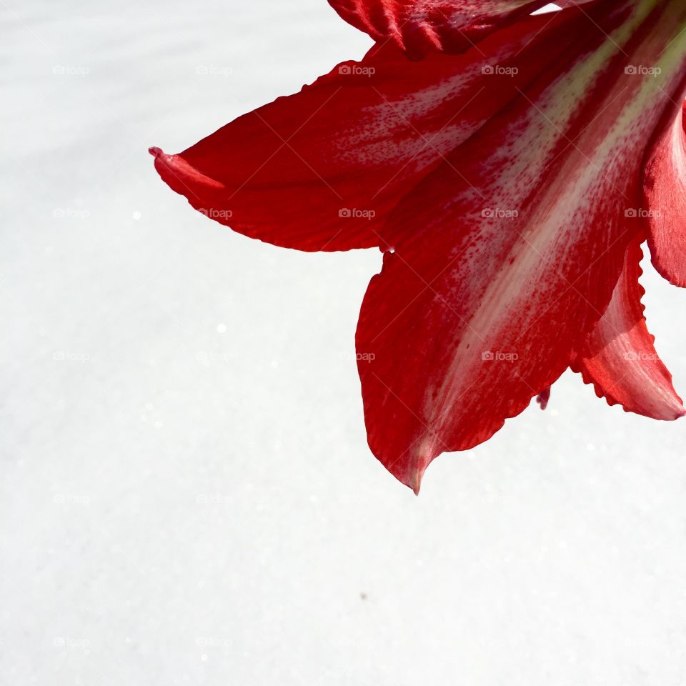 No Person, Winter, Snow, Flower, Love