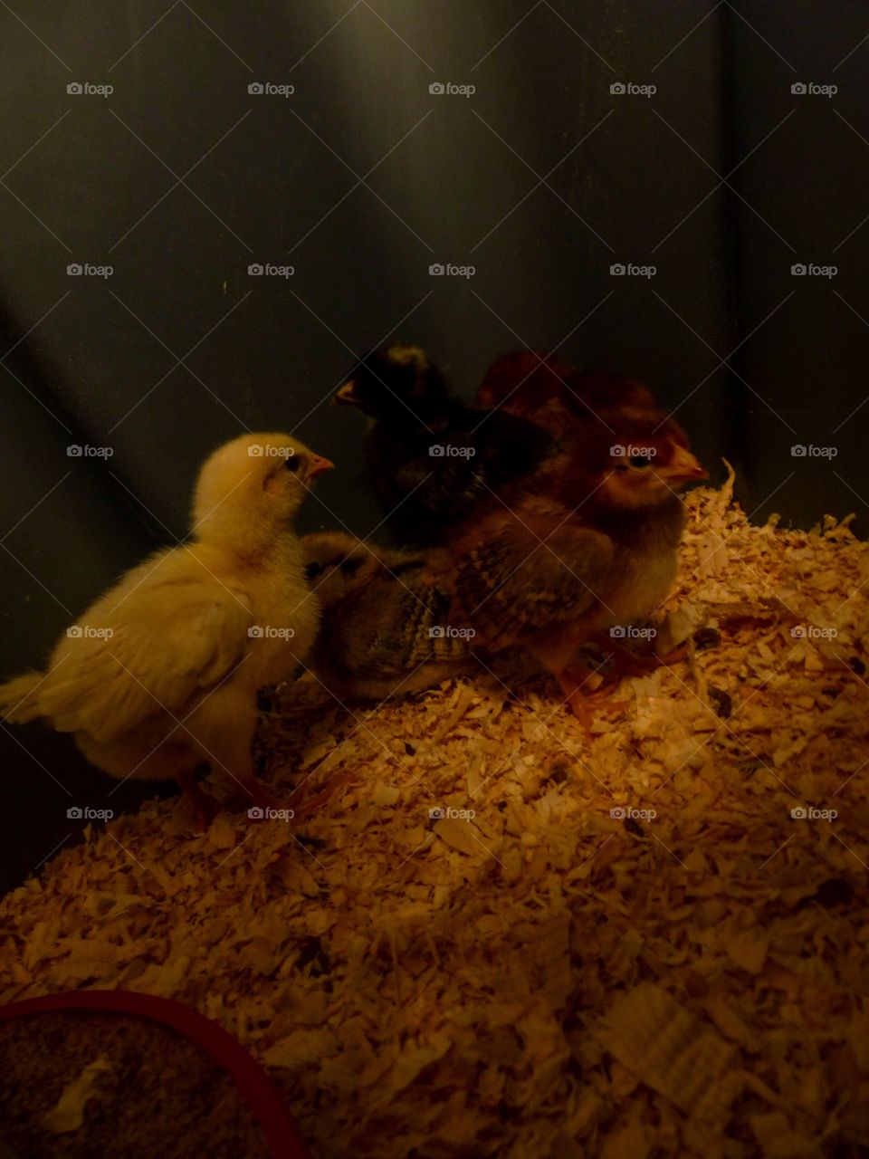 Flock of baby chickens