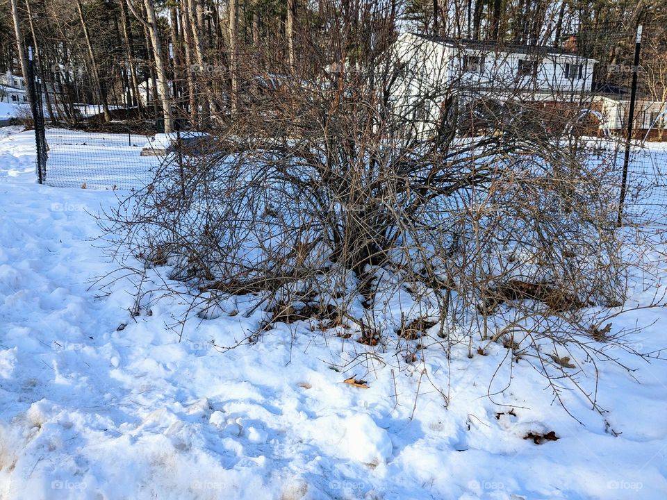 White snow upon the ground under the branches of a bush with no leaves. A white house in the background