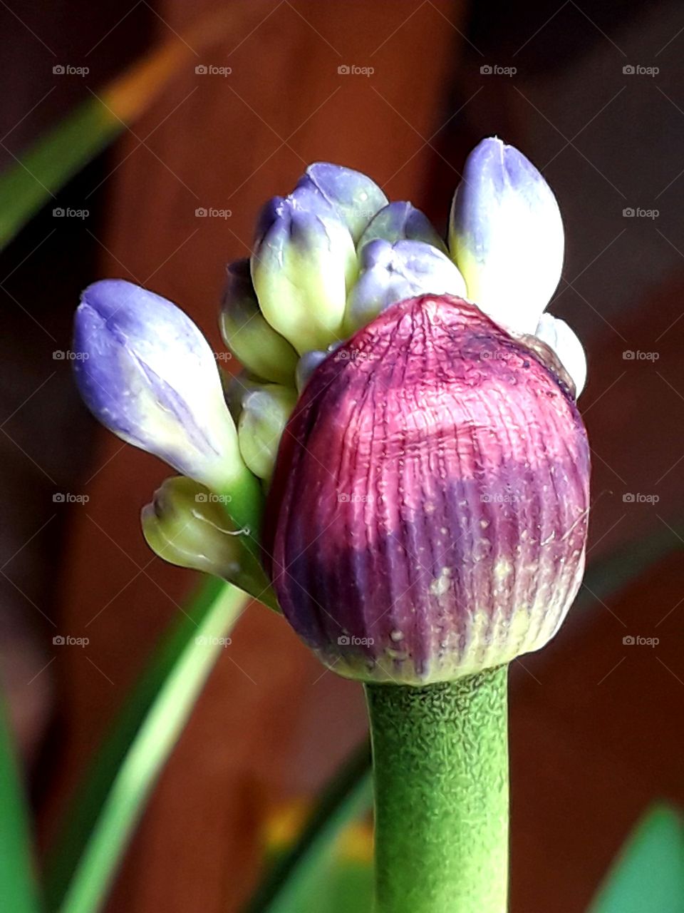 sunlit blue buds of agapanthus  flower in purple cover