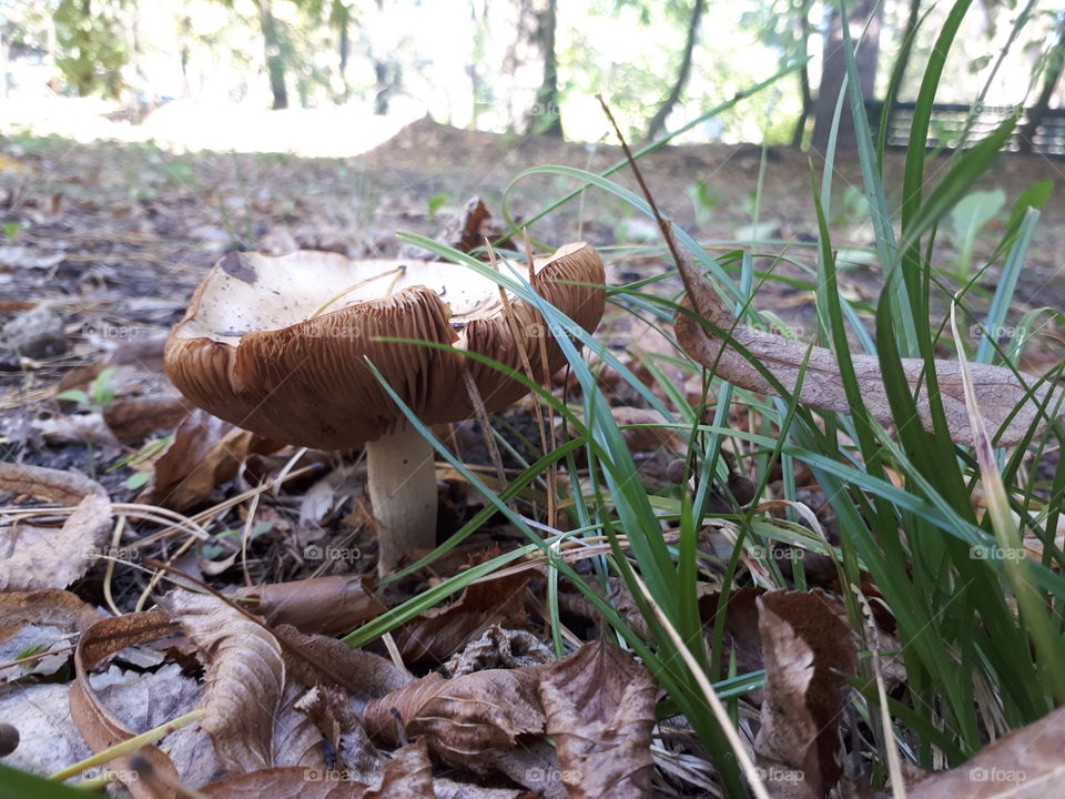 Mushroom in the grass