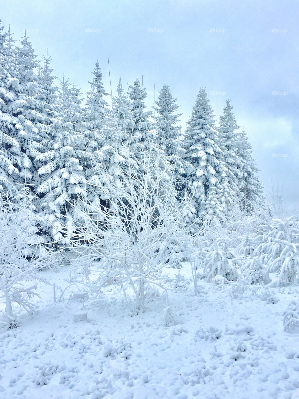 Snow Landscape 