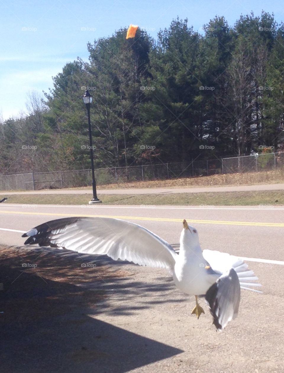 Gull taking off 