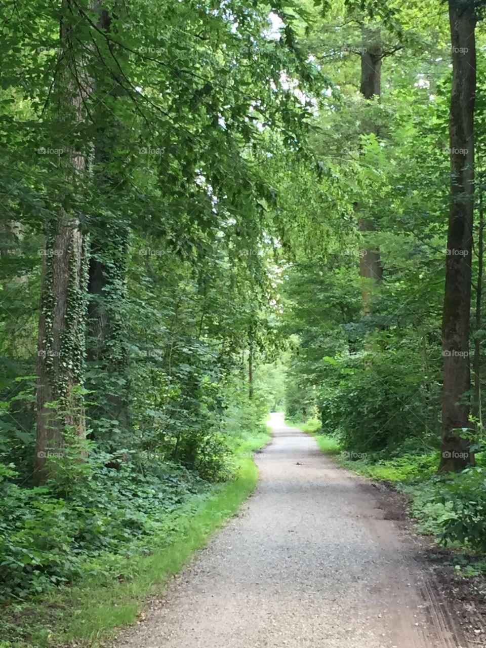 forest path