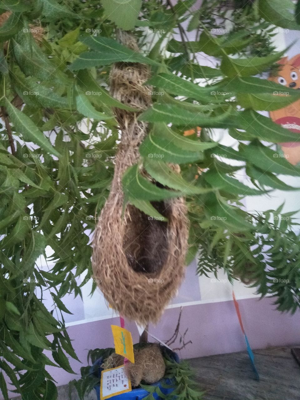 nest