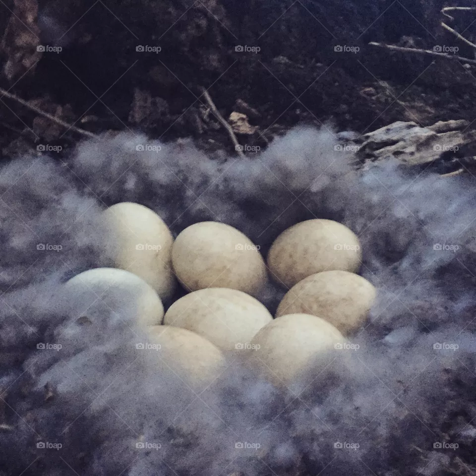 Goose nest