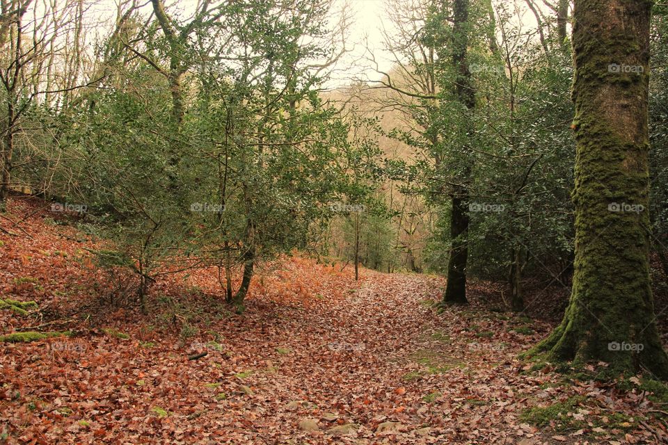 Exmoor forest