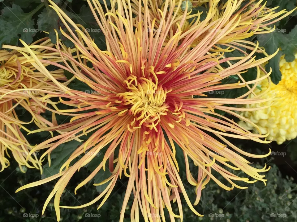 Chrysanthemum