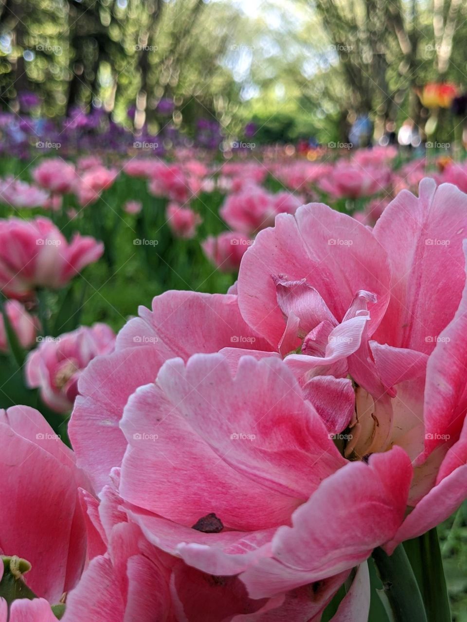 Pink flowers in the park