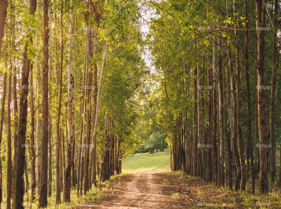 Road with trees lined up on the site