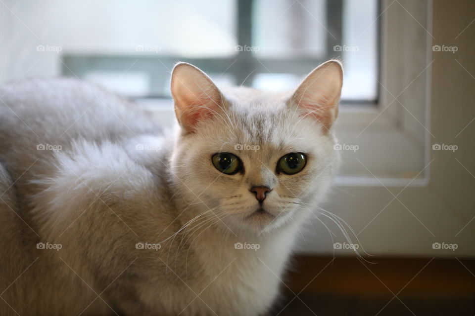 Close-up of domestic cat