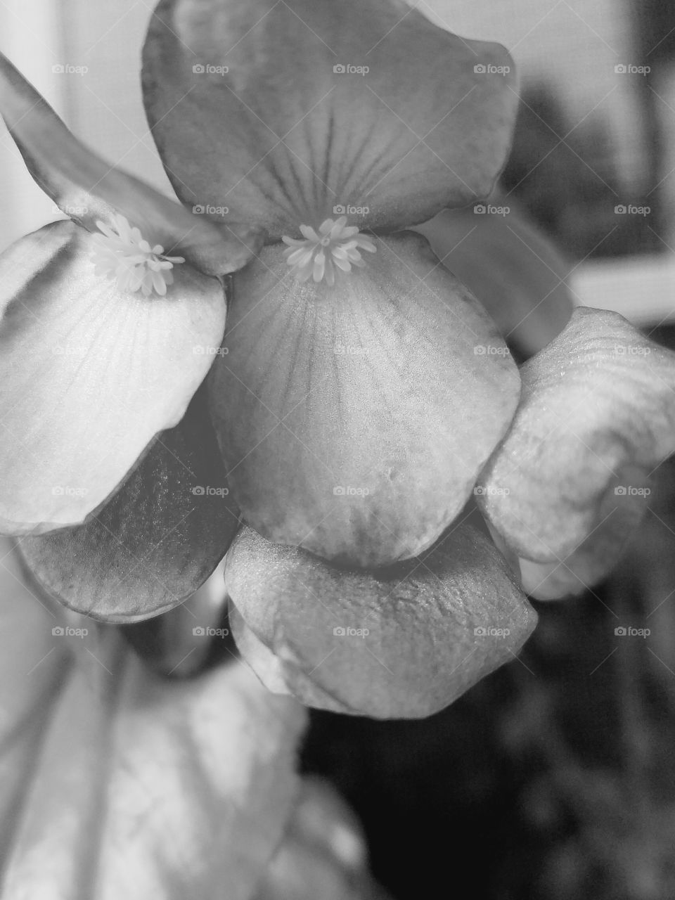 Begonia in black and white