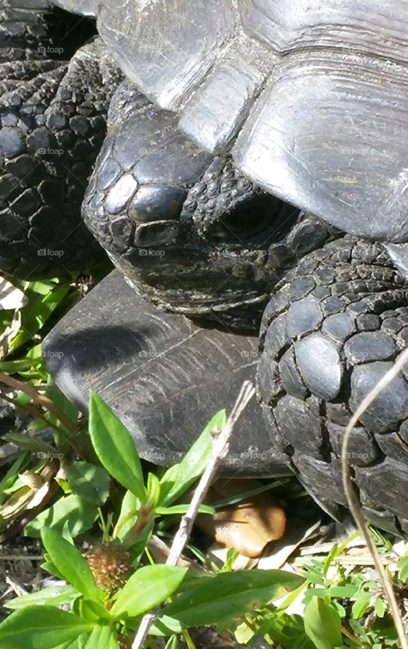 Turtle