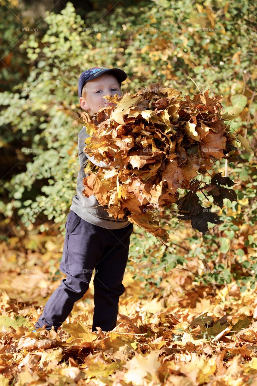 Little boy holding a giant pile of leaves in the front yard. Fall, yellow, season, childhood, playing outside, front yard, little boy