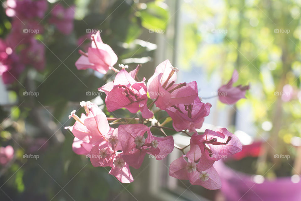 bougenvillea tree