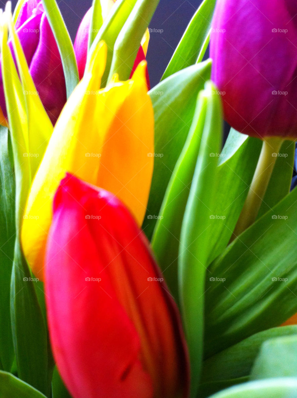 spring flowers yellow red by emmam