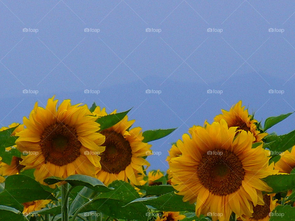View of a sunflowers field