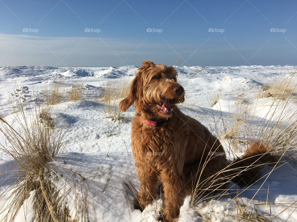 Great Lakes Labradoodle Love 