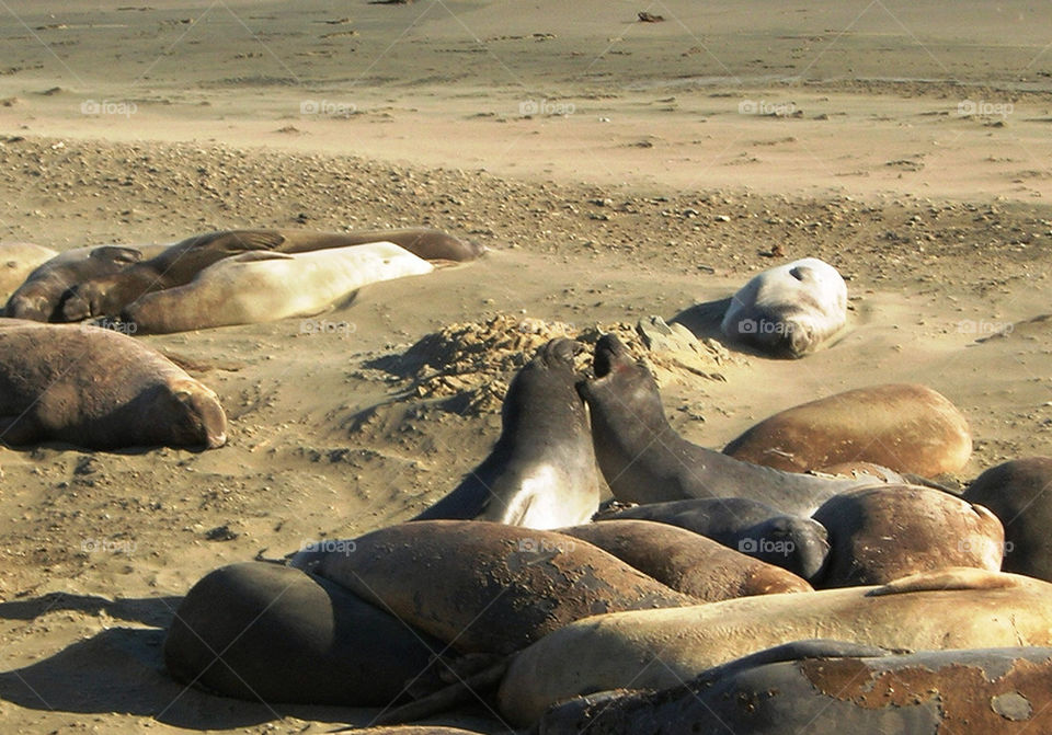 mammals usa sea sands by litlit