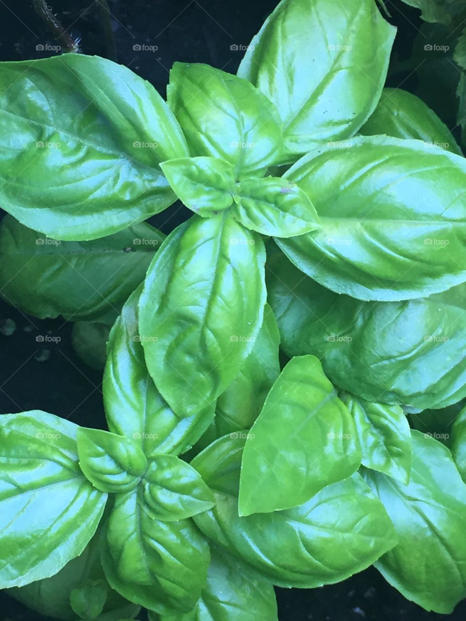 Organic Basil 