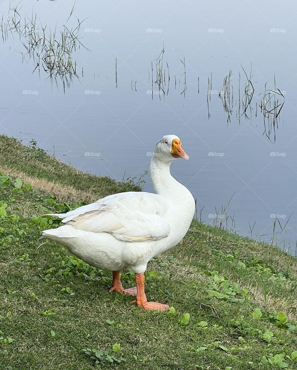 Snow white goose on the banks of a lake