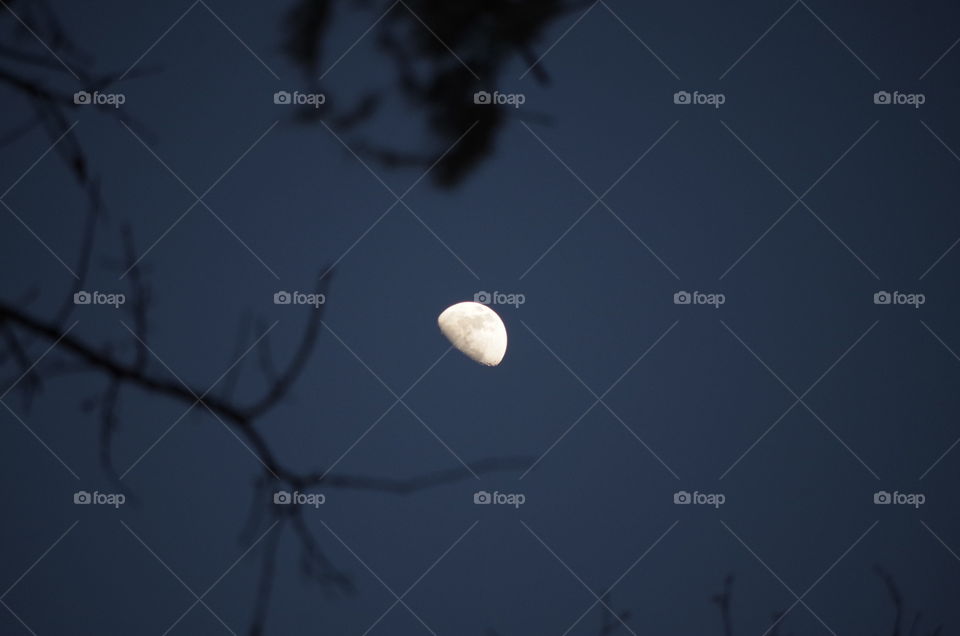 Moon In The Branches