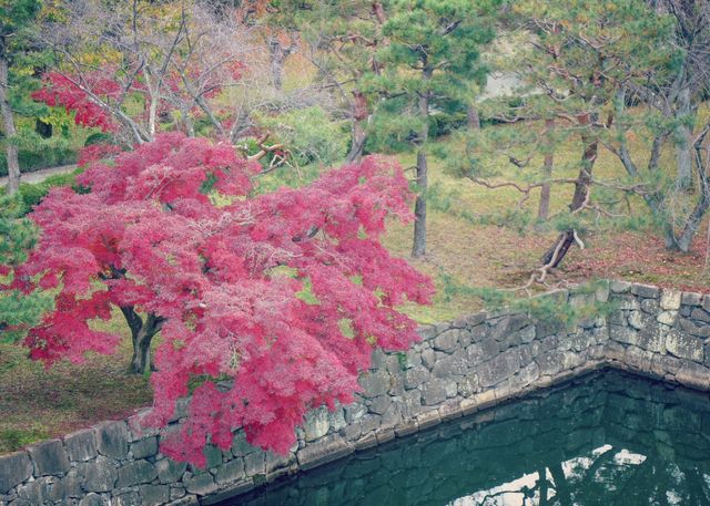 Momiji