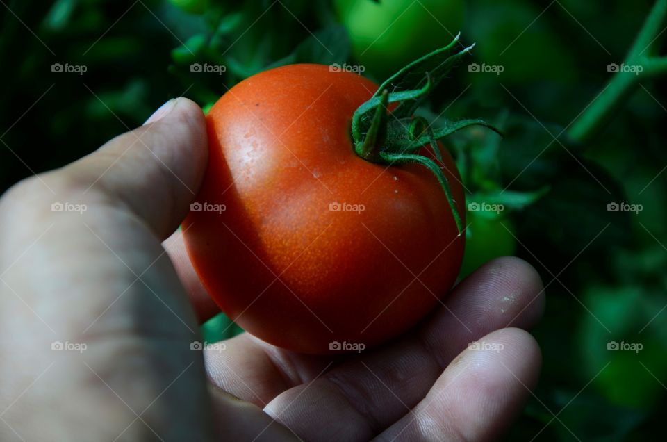 Tomatoes