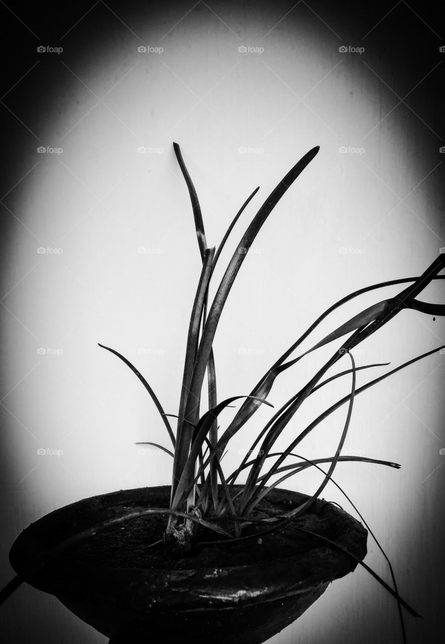 Title- Dawn of Wonder
Description- Image of an indoor plant in a pot captured early in the morning.