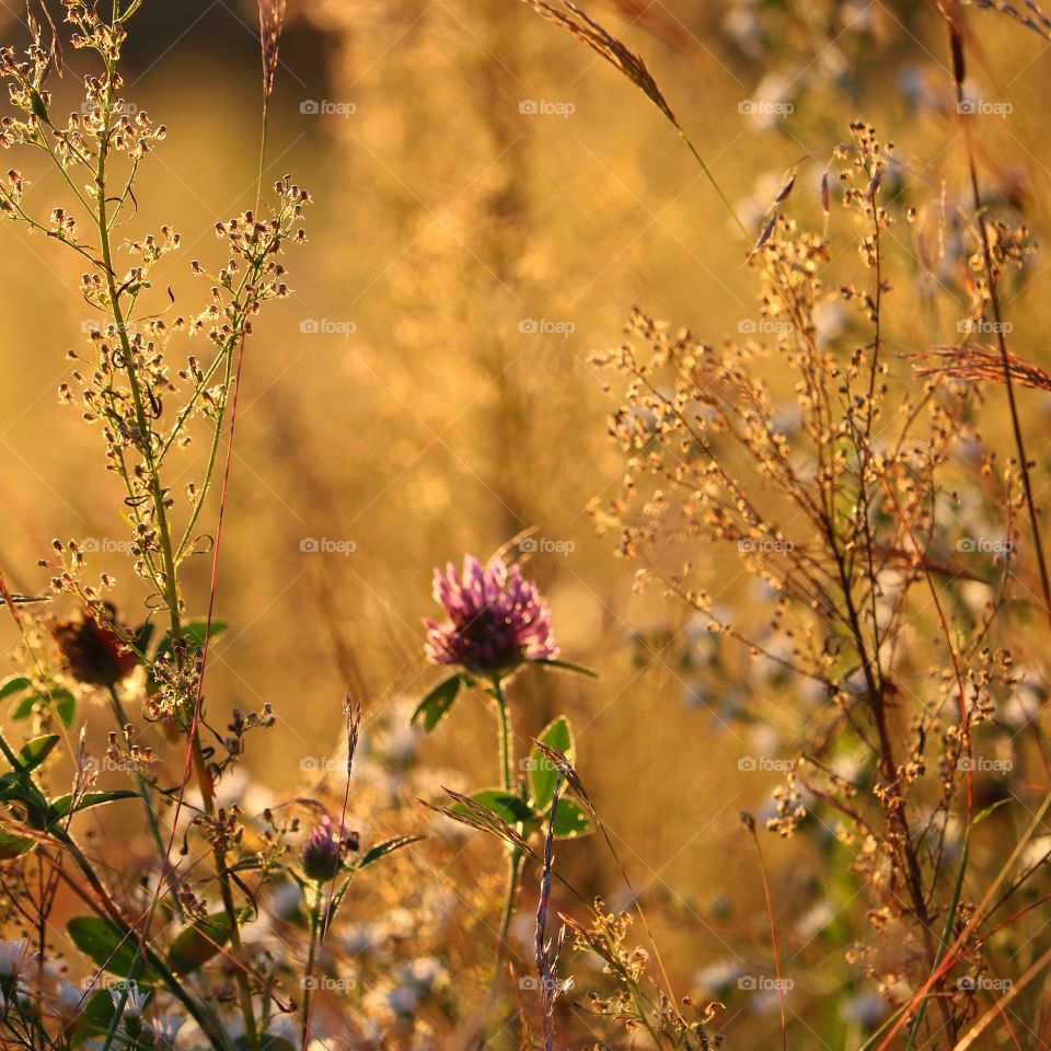 autumn wildflowers