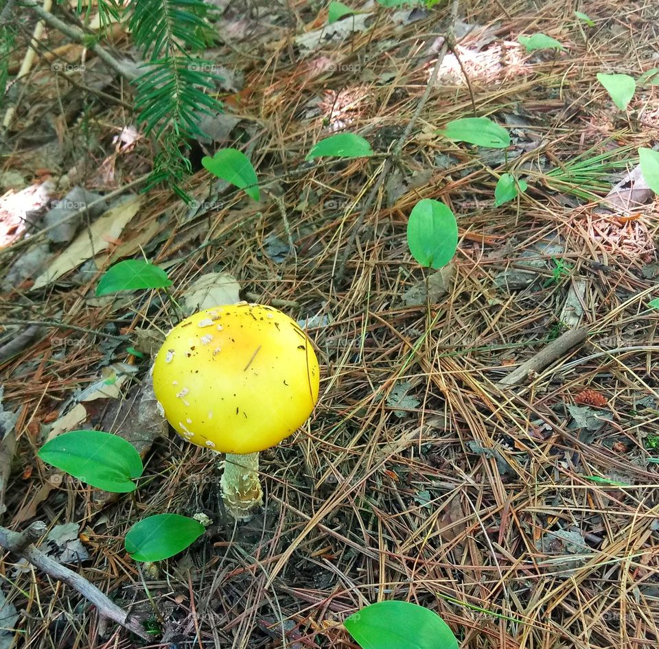 Yellow mushroom.