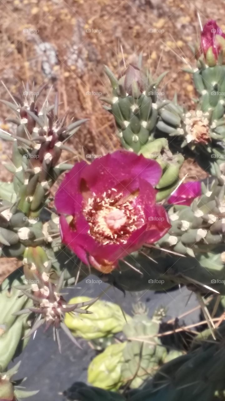 cactus flower. flowers with no water