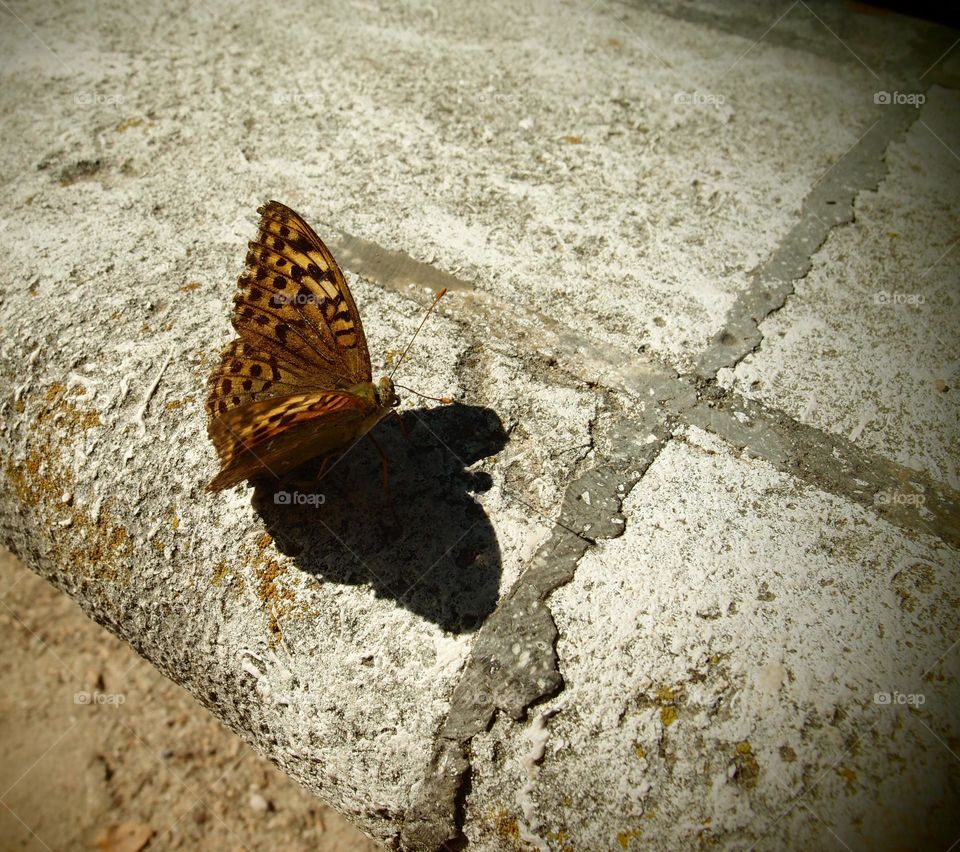 Butterfly lands on the bench, butterflies in Spain