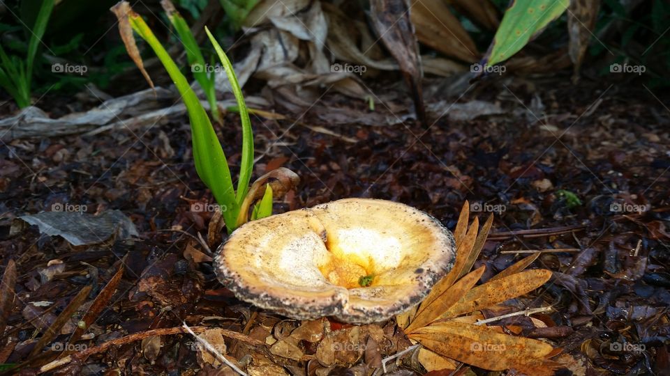 mushroom, mulch, plants