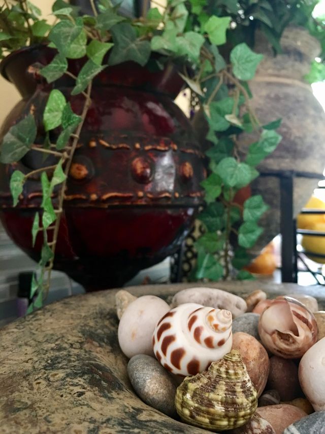 Seashells and rocks 