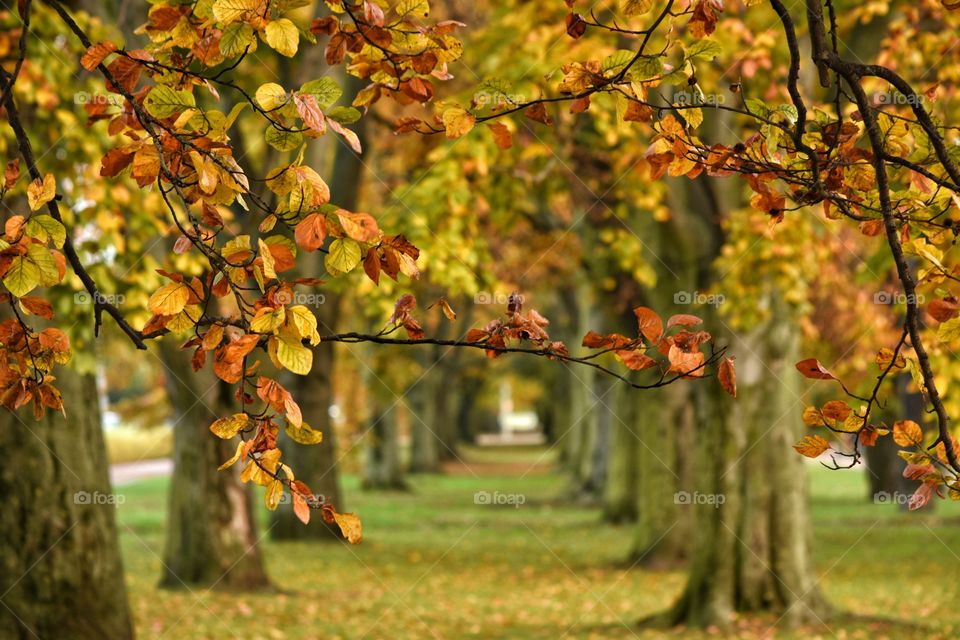 Fall, Leaf, Nature, Tree, No Person